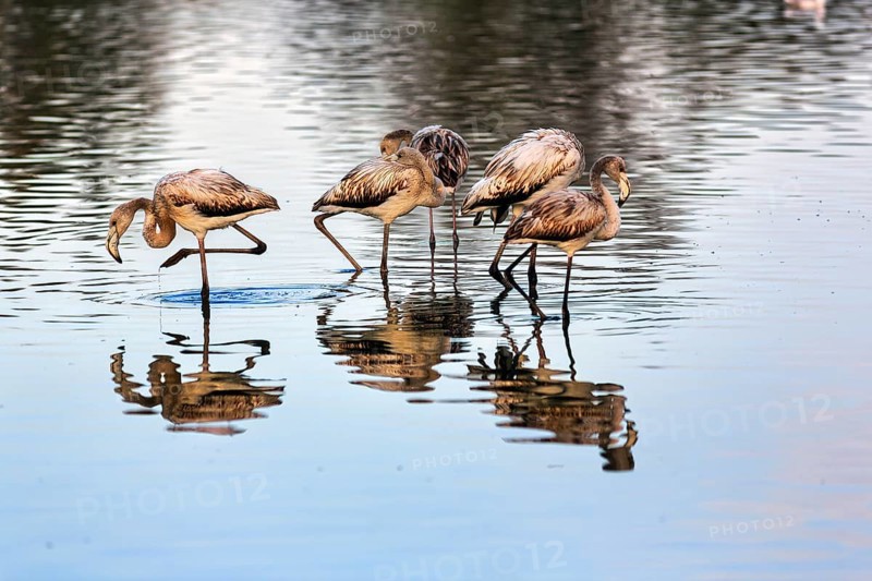 Pink flamingos (Phoenicopterus roseus), group of young birds in the pond, Pont de Gau Bird Park, Saintes-Maries-de-la-Mer, Camargue Regional nature park Park, France