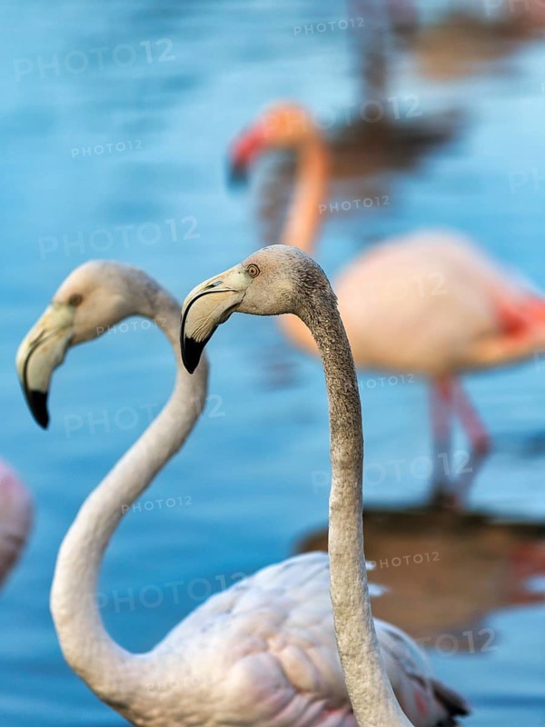 Pink flamingos (Phoenicopterus roseus), two young birds standing in the pond, close-up, Pont de Gau Bird Park, Saintes-Maries-de-la-Mer, Camargue Regional nature park Park, France