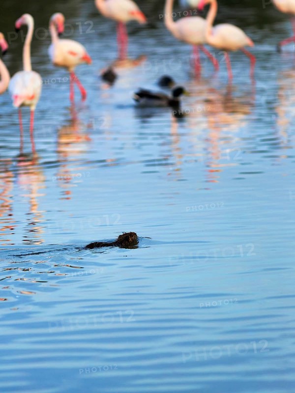 Nutria (Myocastor coypus) swimming in the pond, Pont de Gau Bird Park, Saintes-Maries-de-la-Mer, Camargue Regional nature park Park, France