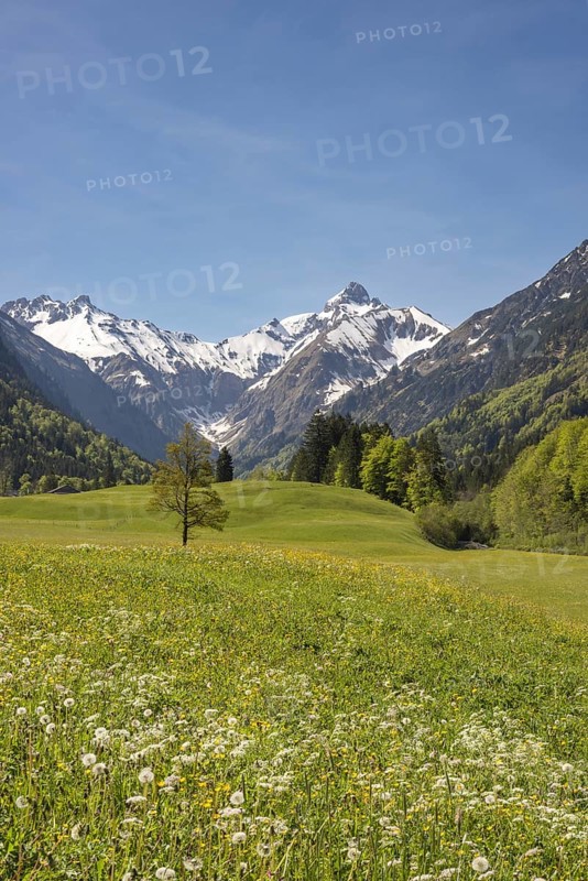 Spring meadow in the Trettach valley, near Oberstdorf, behind it the Trettachspitze, 2595m, Allgäu Alps, Allgäu, Bavaria, Germany