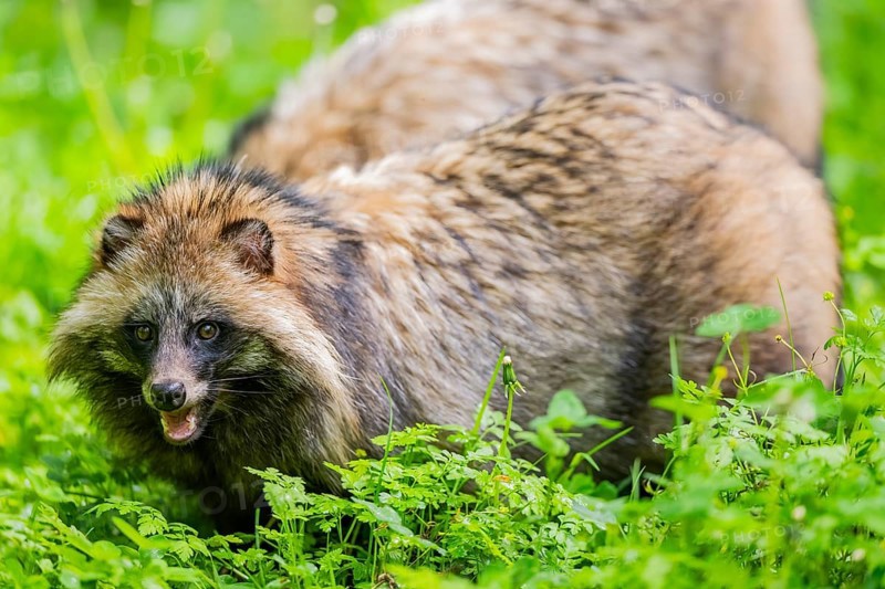 Common raccoon dog (Nyctereutes procyonoides) standing in the grass, Bavaria, Germany