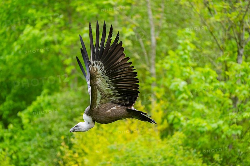 Eurasian griffon vulture (Gyps fulvus) flying, Bavaria, Germany
