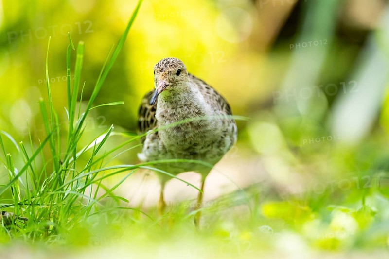 Ruff (Calidris pugnax) female standing on a meadow, captive, Zoo Augsburg, Germany