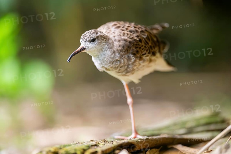 Ruff (Calidris pugnax) female standing on the ground, captive, Zoo Augsburg, Germany