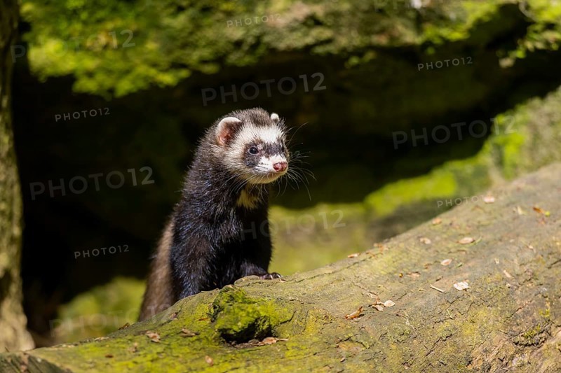 Ferret (Mustela putorius furo) on an old tree trunk, Bavaria, Germany