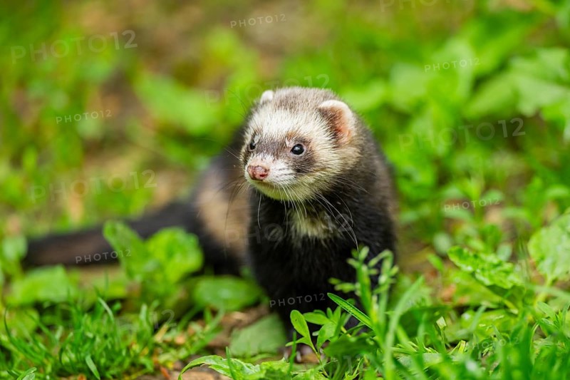Ferret (Mustela putorius furo) in the grass, Bavaria, Germany