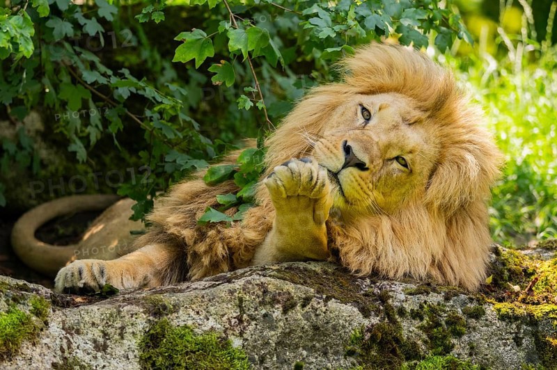 Southern African lion (Panthera leo melanochaita) male, lying on a rock, captive, Zoo Augsburg, Germany