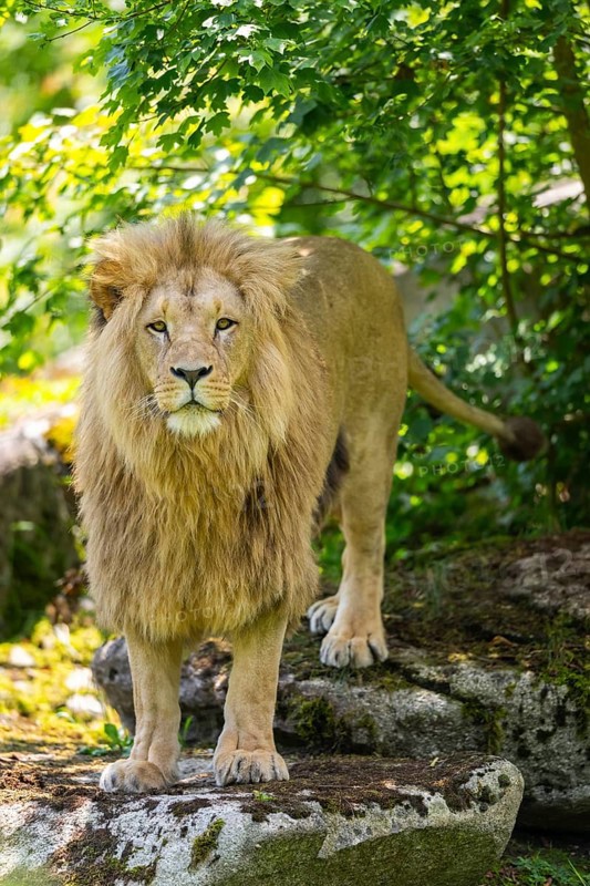 Southern African lion (Panthera leo melanochaita) male, standing on a rock, captive, Zoo Augsburg, Germany