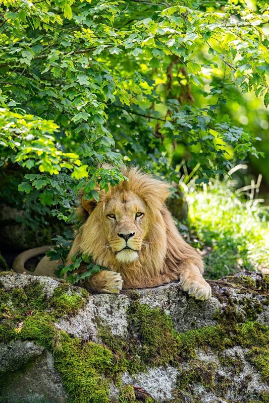Southern African lion (Panthera leo melanochaita) male, lying on a rock, captive, Zoo Augsburg, Germany