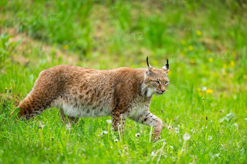 Eurasian lynx (Lynx lynx) walking in the grass, Bavaria, Germany