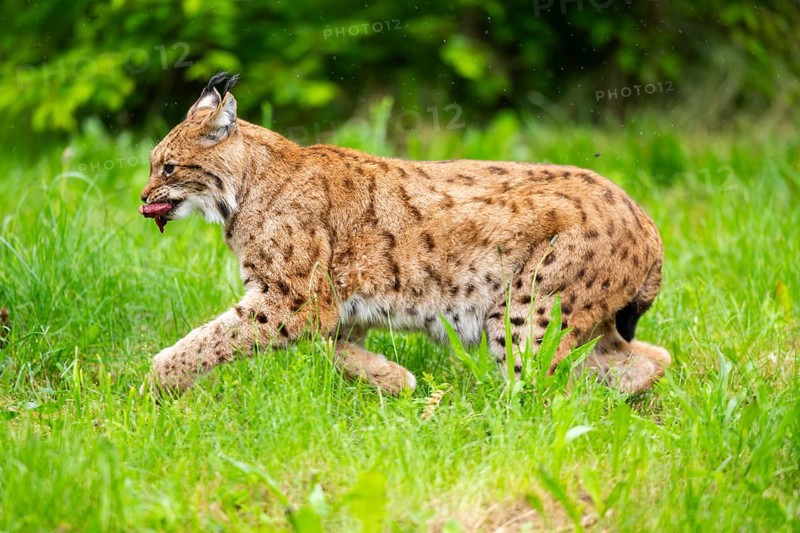 Eurasian lynx (Lynx lynx) running in the grass, Bavaria, Germany