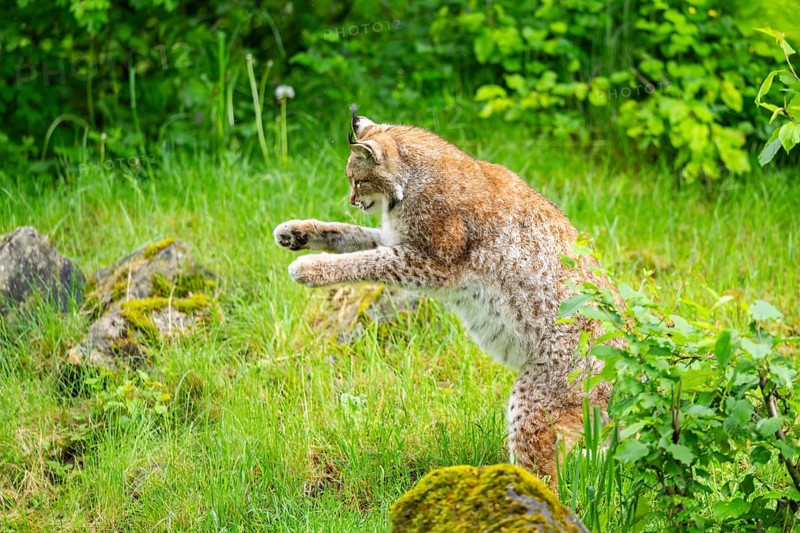 Eurasian lynx (Lynx lynx) jumping in the air, Bavaria, Germany
