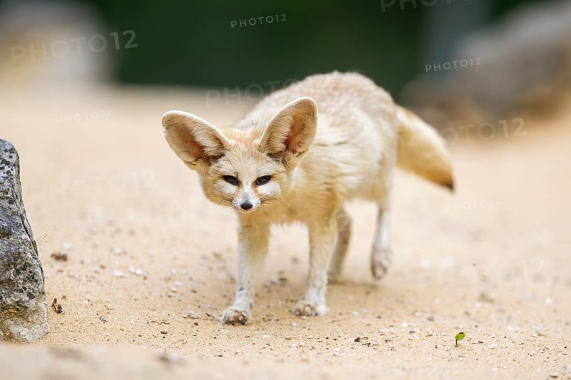 Fennec fox (Vulpes zerda) walking in the sand, captive, Zoo Augsburg, Bavaria, Germany