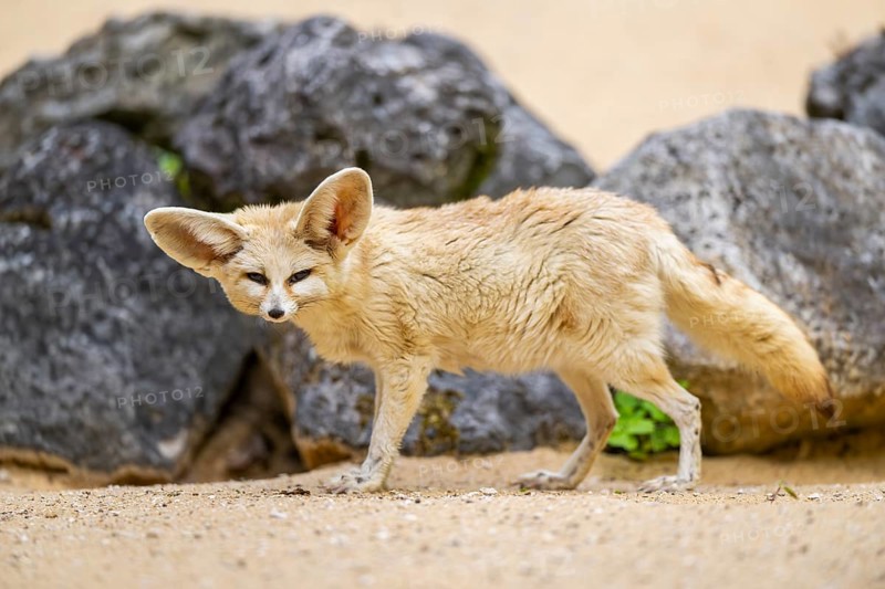 Fennec fox (Vulpes zerda) standing in the sand, captive, Zoo Augsburg, Bavaria, Germany