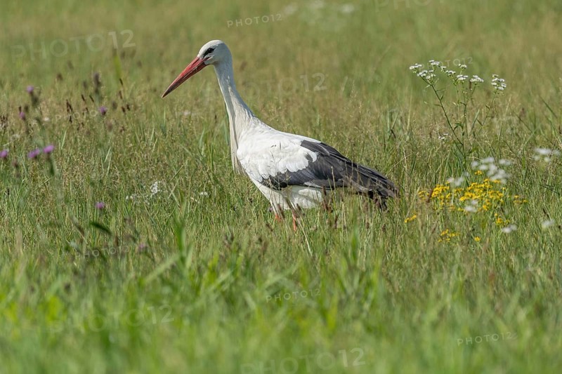 A stork strides gracefully through a vibrant green meadow, searching for food among the wildflowers. The sunny weather emphasises the lush surroundings in spring. Bas rhin, Alsace, Grand Est, France