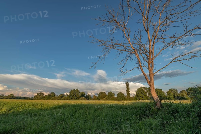 The golden hour illuminates a peaceful pasture with a bare tree and dense greenery. The sky is adorned with soft clouds that create a calm atmosphere. Bas rhin, Alsace, Grand Est, France