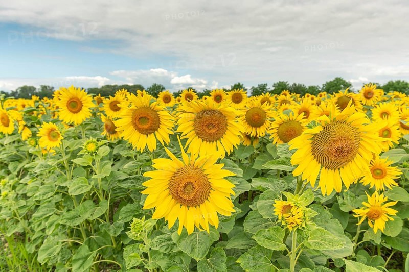 A bright field of sunflowers stretches to the horizon, their yellow petals glowing in the soft light of a cloudy late afternoon sky. Green foliage surrounds the cheerful blossoms. Bas rhin, Alsace, Grand Est, France