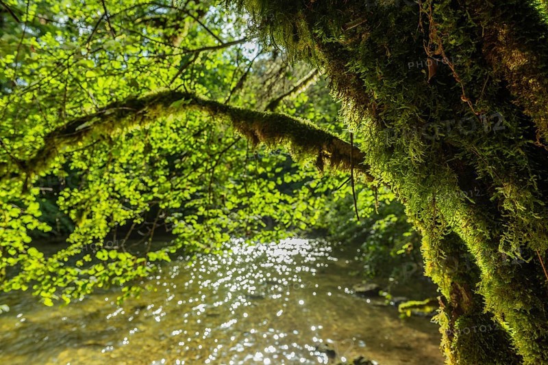 The sunlight filters through the vibrant green leaves and creates a warm glow over a calm river. The natural scenery promotes tranquillity as the water flows gently beneath the dense canopy of leaves. Jura, France