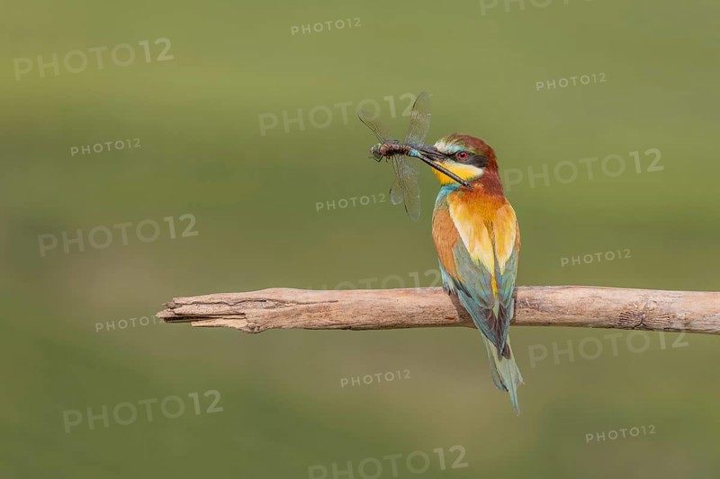 European bee-eater (Merops apiaster) with a flock in its beak on a branch in spring. Jechtingen, Kaiserstuhl, Germany