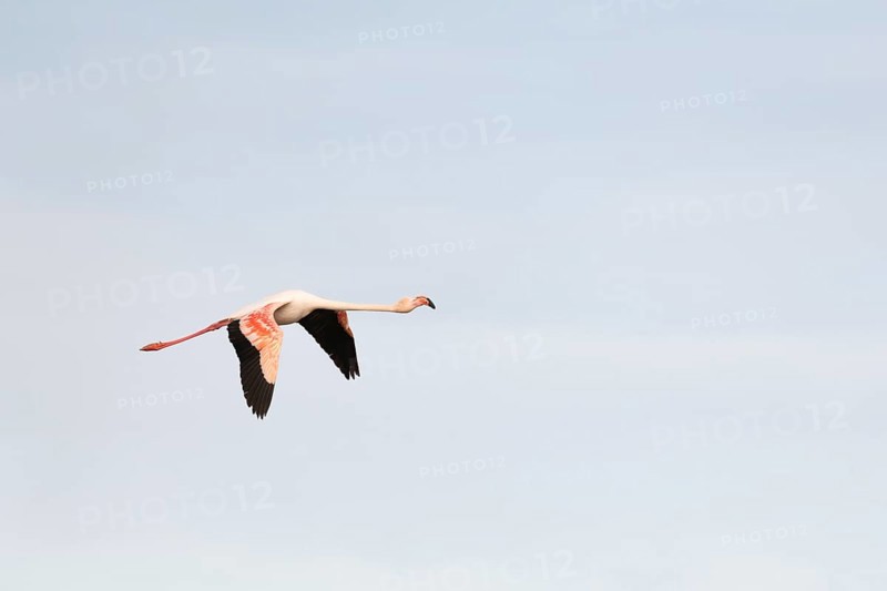 Flamingos glide gracefully through the sky over the wetland landscape of Saintes Maries de la Mer, showing off their vibrant plumage during a tranquil sunset in the Camargue. Saintes Maries de la Mer, Arles, Bouches du Rhone, Provence Alpes Cote d'Azur, France
