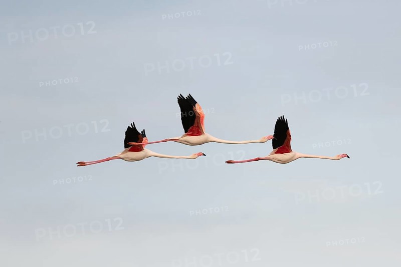 Flamingos glide gracefully through the sky above the wetland landscape of Saintes Maries de la Mer, showing off their bright plumage during a serene sunset in the Camargue. Saintes Maries de la Mer, Arles, Bouches du Rhone, Provence Alpes Cote d'Azur, France