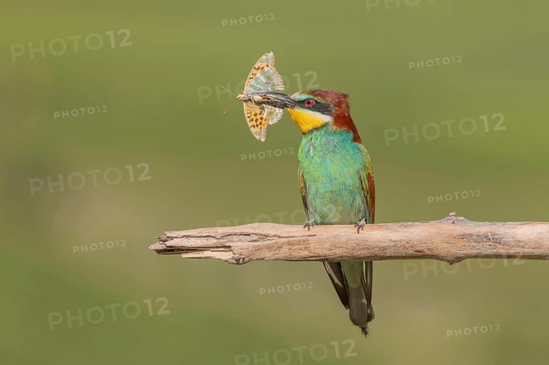 European bee-eater (Merops apiaster) with a butterfly in its beak on a branch in spring. Jechtingen, Kaiserstuhl, Germany