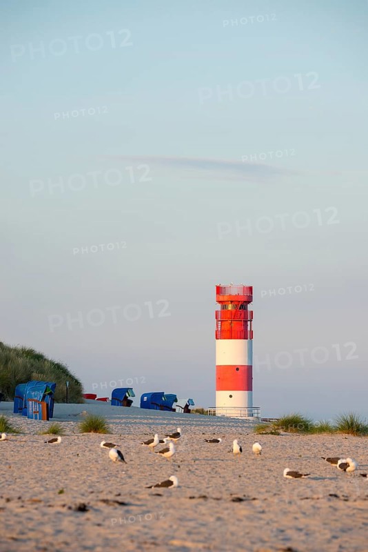 Red and white lighthouse on the beach surrounded by beach chairs, in the foreground a flock of herring gulls (Larus fuscus) on the sandy beach, islands of vegetation and dunes, European Marram Grass (Ammophila arenaria (L.) Link, Syn.: Calamagrostis arenaria (L.) Roth), also common marram grass, sand reed, sand grass, deserted, nobody, without people, warm, soft sunlight in the evening and relaxed atmosphere, quiet, holiday, summer, evening sun, island dune, Helgoland, Schleswig-Holstein, North Sea, Germany