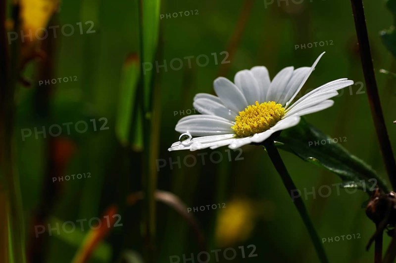 Daisies (Leucanthemum), close-up, flower, raindrop, white, pretty, Germany, On the white petal a drop of water is illuminated by the sun