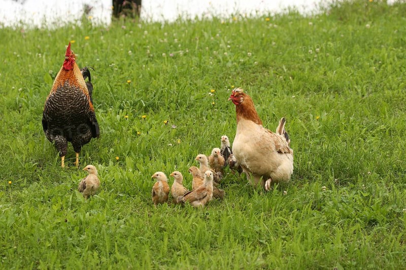 Domestic chicken, rooster and a few days old youngsters looking for food in a meadow, free-range, organic farming, Lower Austria, Austria, Lower Austria, Austria