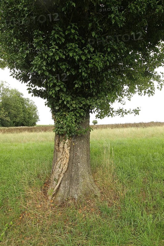 Ivy (Araliaceae) with arm-thick roots climbing up an old pear tree (Pyrus), Mostviertel, Lower Austria, Austria, Lower Austria, Austria