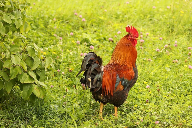 Domestic rooster in colourful flower meadow, free-range, organic farming, Lower Austria, Austria, Lower Austria, Austria