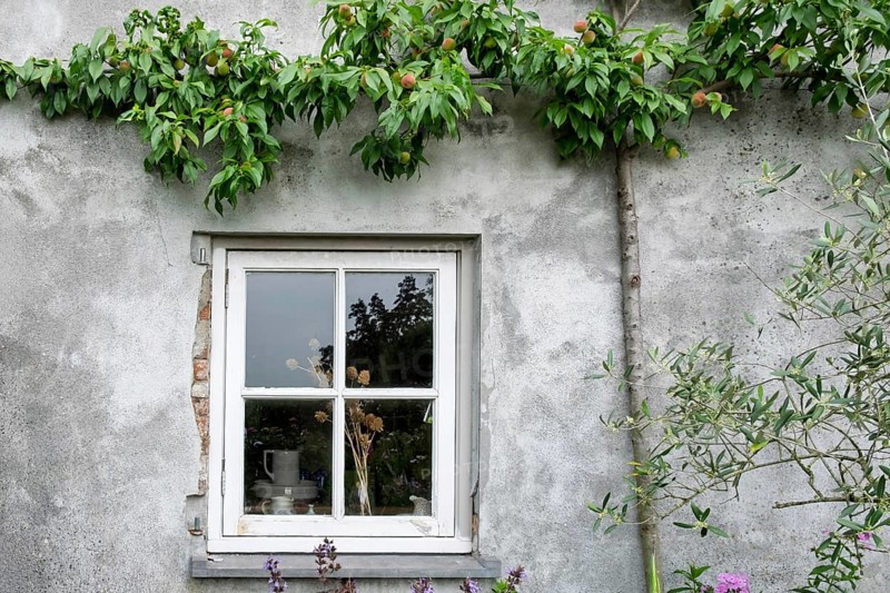 A window in an old wall with a peach tree and plants that creates a rural and rustic atmosphere, Netherlands