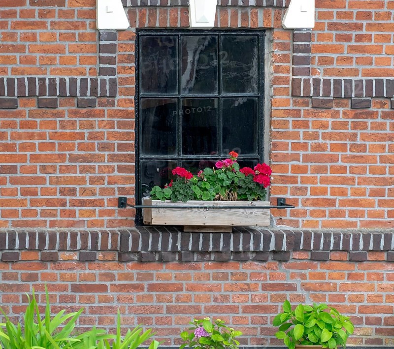 A window in a brick wall with a flower box full of red geraniums surrounded by green plants, Loppersum, province of Groningen, Netherlands