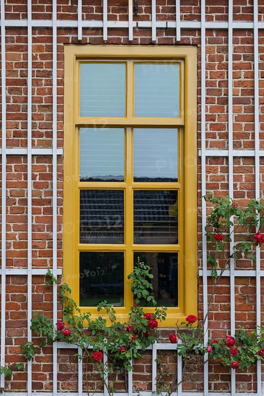 Yellow window with climbing rose, Province of Groningen, Netherlands