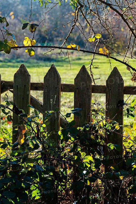 A wooden fence with pointed tops stands amidst vibrant green grass and foliage. The scene reflects a serene rural vibe as autumn sunlight filters through the leaves. Puy de Dome, Auvergne, France