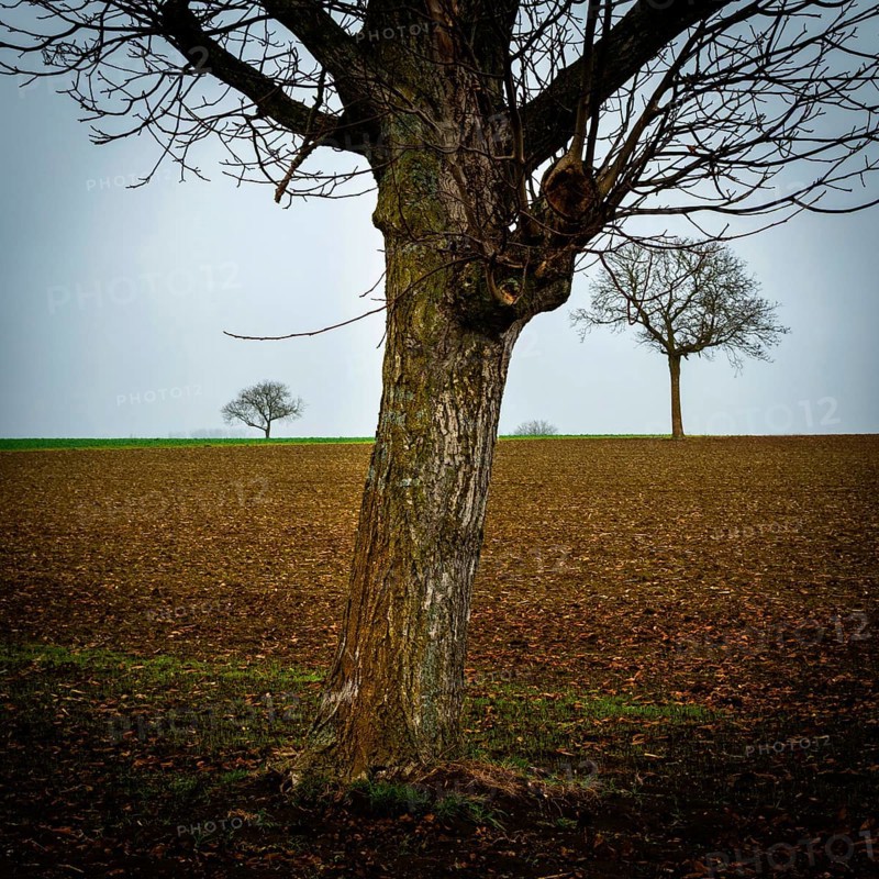 Two solitary trees rise from a barren field, their branches bare against the overcast sky. Limagne plain, Puy de Dome, Auvergne, France