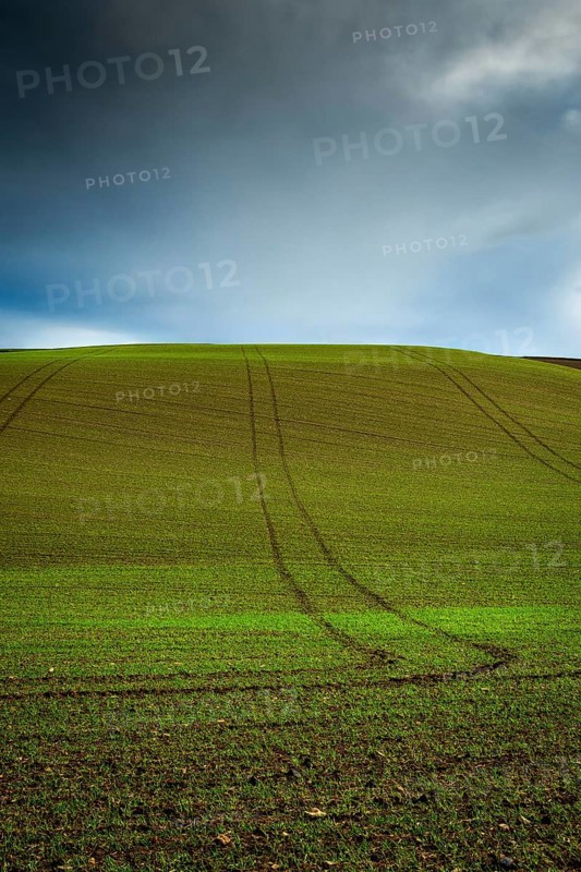 A green field of wheat sprouts stretches towards the horizon, showing subtle tire tracks leading up the hill, Limagne plain, Puy de Dome, France