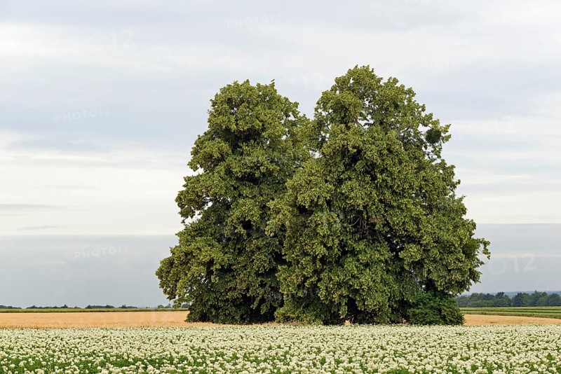 Deciduous trees, lime tree (Tilia) in a field with potato plants (Solanum tuberosum) at flowering time, North Rhine-Westphalia, Germany