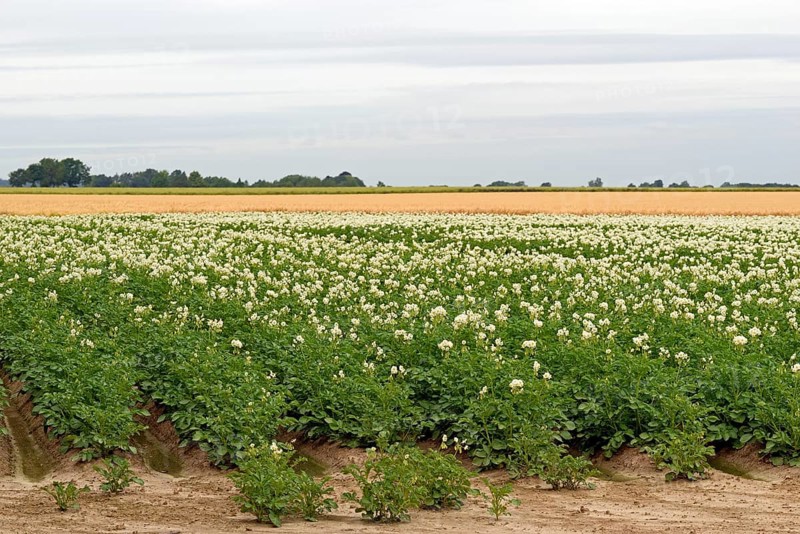 Field with potato plants (Solanum tuberosum) at flowering time, North Rhine-Westphalia, Germany