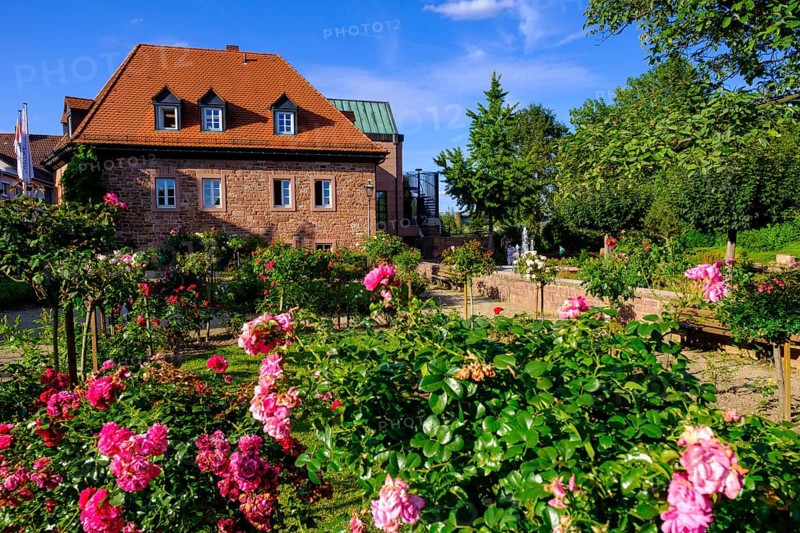Rosengarten and Roman Museum Obernburg, am Main, Lower Franconia, Franconia, Germany
