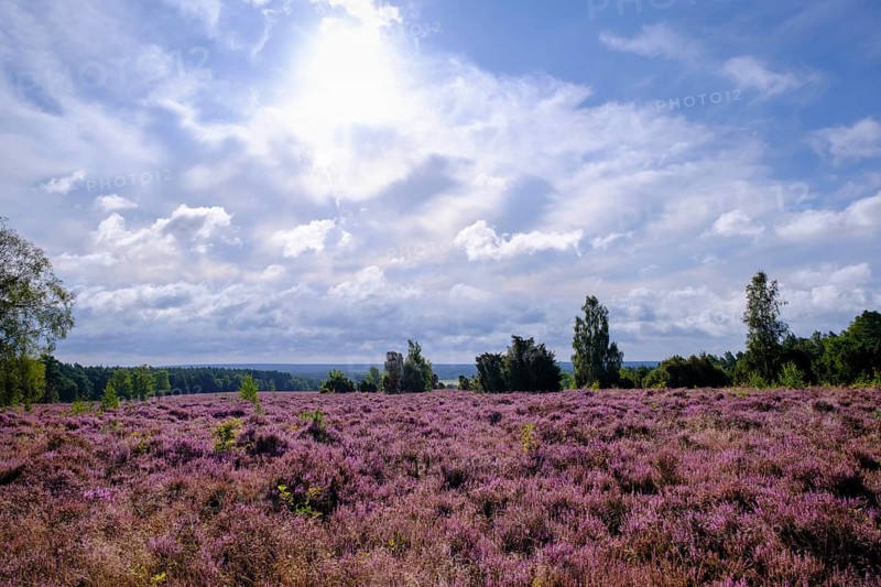 Heath on Wietzer Berg, broom heather blossom, Südheide, Lüneburg Heath, near Faßberg, Lower Saxony, Germany