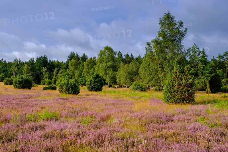 Ellerndorfer Heide, broom heather blossom, Südheide, Lüneburg Heath, near Eimke, Lower Saxony, Germany
