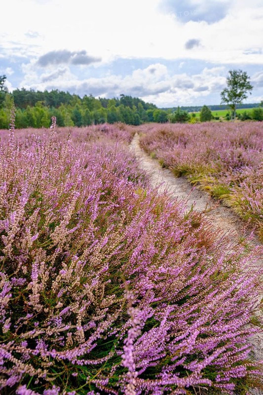 Ellerndorfer Heide, broom heather blossom, Südheide, Lüneburg Heath, near Eimke, Lower Saxony, Germany