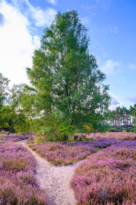 Heath on Wietzer Berg, broom heather blossom, Südheide, Lüneburg Heath, near Faßberg, Lower Saxony, Germany
