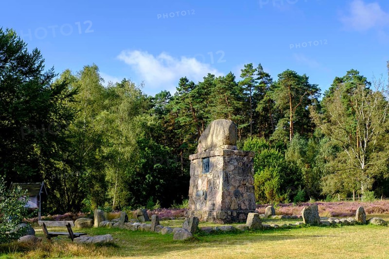 Hermann Löns monument, heath on Wietzer Berg, broom heather blossom, Südheide, Lüneburg Heath, near Faßberg, Lower Saxony, Germany