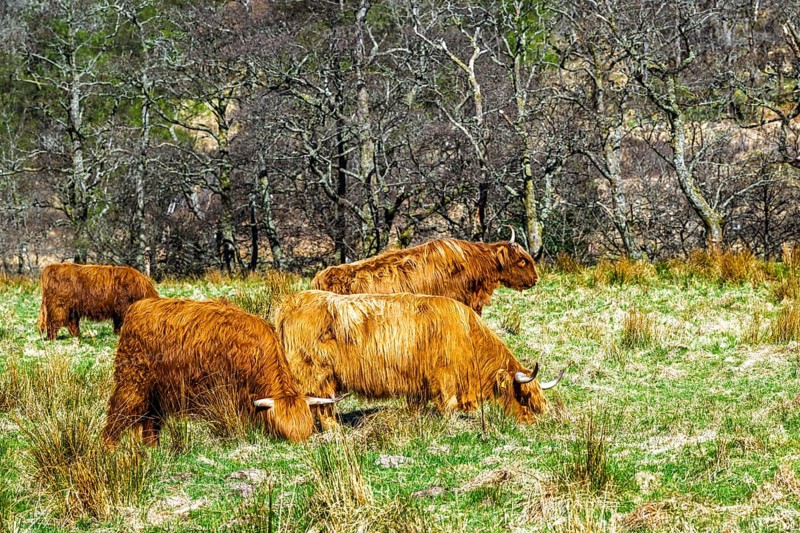 Highland Cattle, Scottish breed of rustic cattle, Highland, Scotland, UK