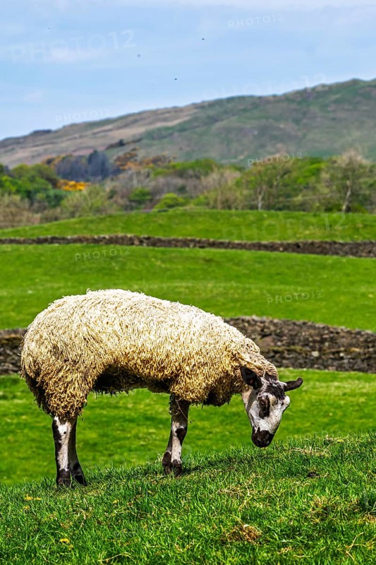 Sheep and farm in Lake District National Park, Coniston Water, Cumbria, England, United Kingdom