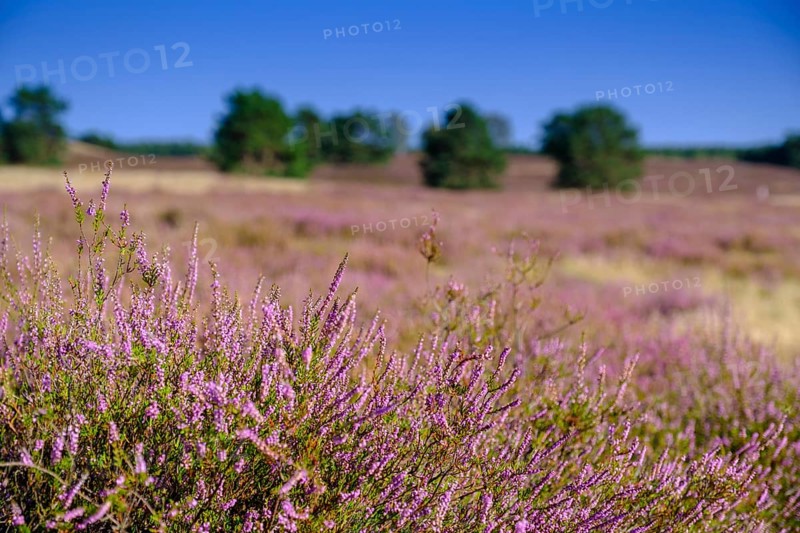Broom heather blossom, Nemitzer Heide, Wendland-Elbe nature park Park, Lower Saxony, Germany