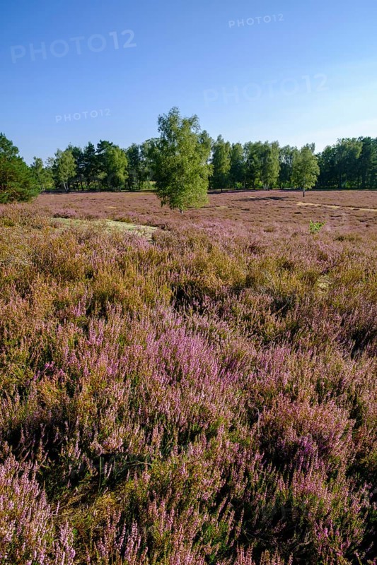 Broom heather blossom, Nemitzer Heide, Wendland-Elbe nature park Park, Lower Saxony, Germany