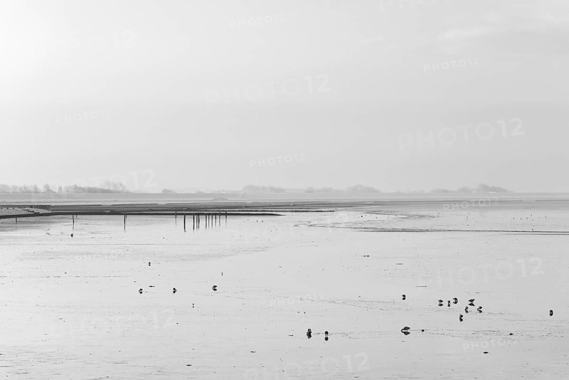 North Sea, cloudy winter day, Wadden Sea at low tide, birds foraging, Norddeich, Lower Saxony, Germany